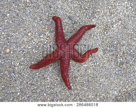 Starfish On Beach Sand. Red Sea Star. Montenegro