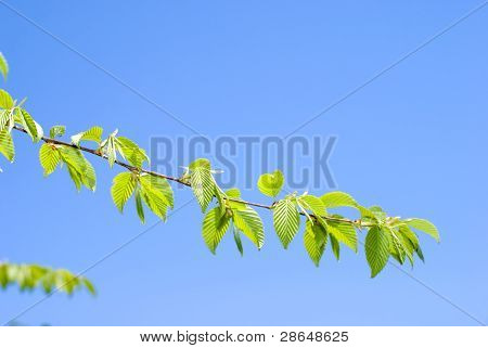 Foglie fresche di verde brillante