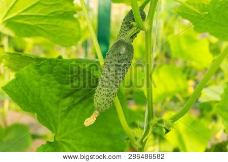 Cucumber Grows In The Garden. Growth And Bloom Of Greenhouse Cucumbers. Vertical Growing.