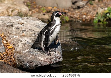 The Humboldt Penguin, Spheniscus Humboldti Also Termed Peruvian Penguin, Or Patranca Is A South Amer
