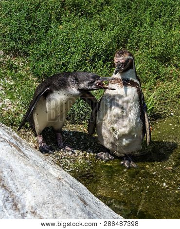 The Humboldt Penguin, Spheniscus Humboldti Also Termed Peruvian Penguin, Or Patranca Is A South Amer