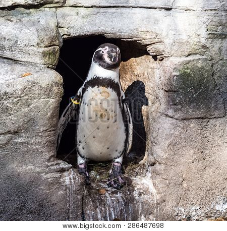 The Humboldt Penguin, Spheniscus Humboldti Also Termed Peruvian Penguin, Or Patranca Is A South Amer