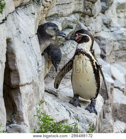 The Humboldt Penguin, Spheniscus Humboldti Also Termed Peruvian Penguin, Or Patranca Is A South Amer