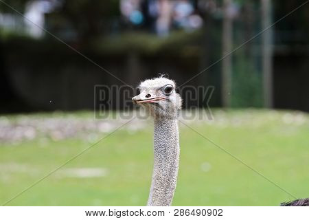 The Common Ostrich, Struthio Camelus, Or Simply Ostrich, Is A Species Of Large Flightless Bird Nativ