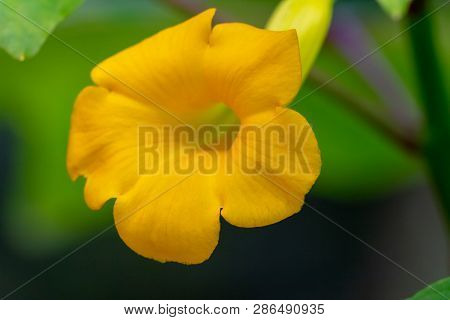 Uncarina Perrieri, Yellow Flower On Green Blurred Background.