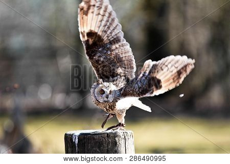 The Long-eared Owl, Asio Otus, Also Known As The Northern Long-eared Owl, Is A Species Of Owl Which 