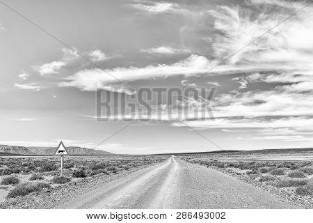 Road Landscape In The Tankwa Karoo In The Northern Cape Province. Warning Signs And Wildflowers Are 