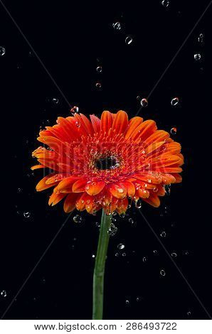 Beautiful Single Red Gerbera In Water Drops.
