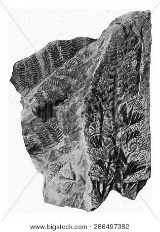 Young leaf of a fern, Pecopteris plumosa, vintage engraved illustration. From the Universe and Humanity, 1910.