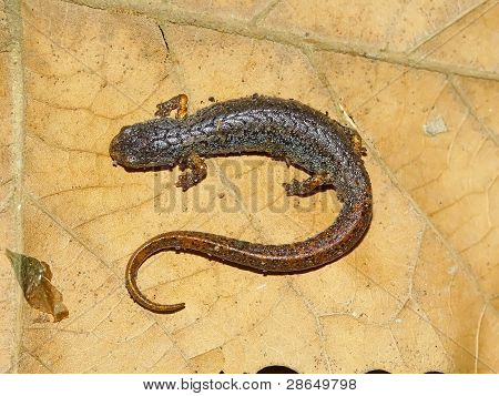 Salamandra de cuatro dedos en Illinois