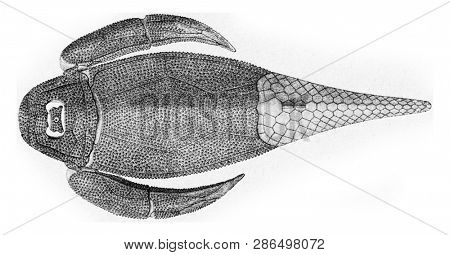 Reconstitution of a fish cuirass of the Devonian, vintage engraved illustration. From the Universe and Humanity, 1910.