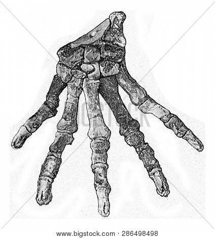 Skeletons of the hand of primitive carnivores of the tertiary era, vintage engraved illustration. From the Universe and Humanity, 1910.