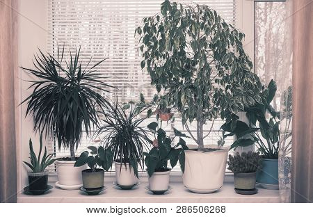 Variety Of Indoor Plants On The Windowsill