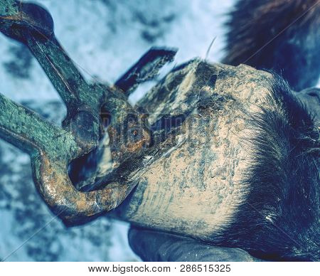 Farrier Trimming Horse Hoof With Hoof Pincer. Old Rusty Horse Owner Tools. Preparing Hoofs For Horse