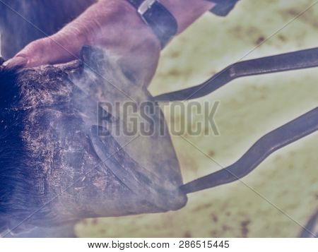 Black Smith Burning Horse Shoe With New Hot Horseshoe To Set Exact Position. Horse Shoeing Process R