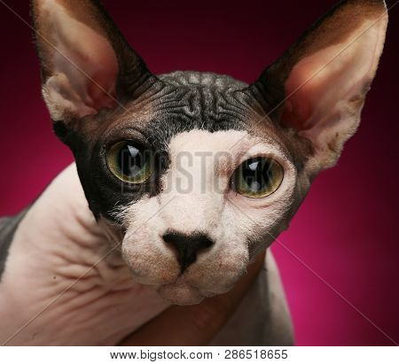 Close-up Portrait Of Adult Hairless Don Sphinx