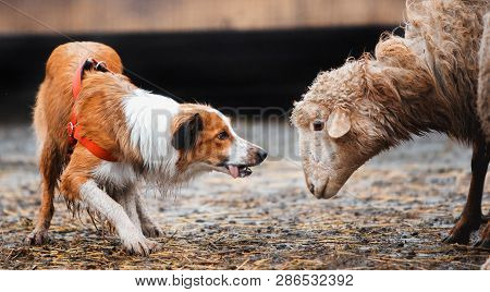 Two Border Collie Dog Red-haired Black And White Grazing Sheep In The Paddock. Raw Dog. Sports Disci