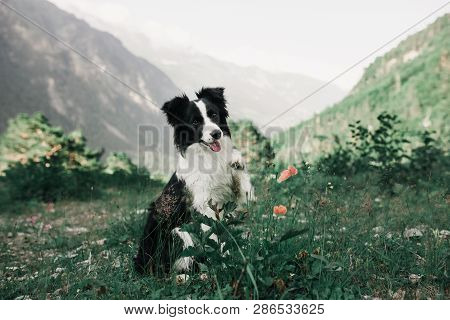 Beautiful Black And White Dog Border Collie Sit On A Field With Flowers And Look In Camera. In The B