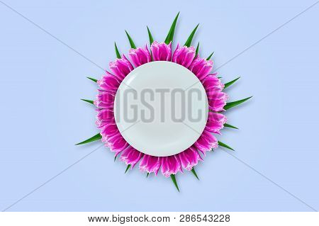 Beautiful Pink Tulips And A White Plate On A Blue Background. Isolated. Mother's Day, Happy Women's 