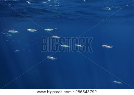 Fish School Underwater. Fishes Underwater Background. Nature
