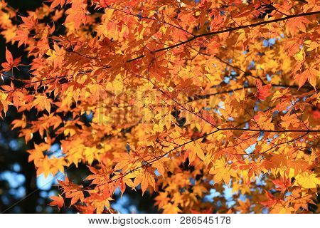 Maple Leaves Colorful In Autumn At Zuiganzan Enkouji