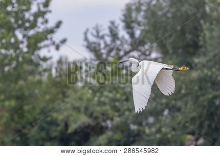 Little Egret In Flight,  Wildlife Nature Egret