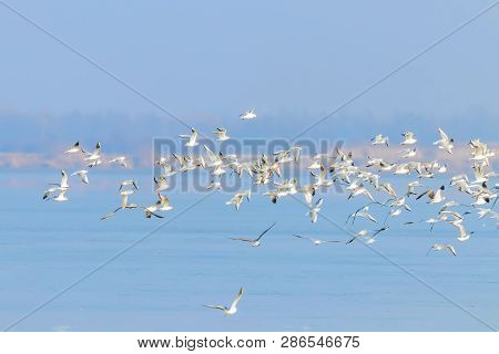 Flying Seagulls, Flock Of Seagulls In Flight