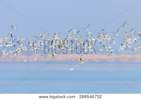 Flying Seagulls, Flock Of Seagulls In Flight