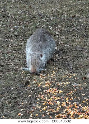 Funny Photo Of Nutria In The Wild Nature. Chewing Nutria Close-up
