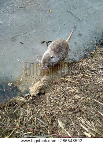 Nutria Eats On Ice. Funny Winter Photo Of Nutria.