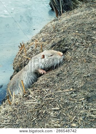 Funny Photo Of Nutria In The Wild Nature. Chewing Nutria Close-up