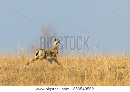 European Brown Hare (lepus Europeaus) Running In Field Spring Time