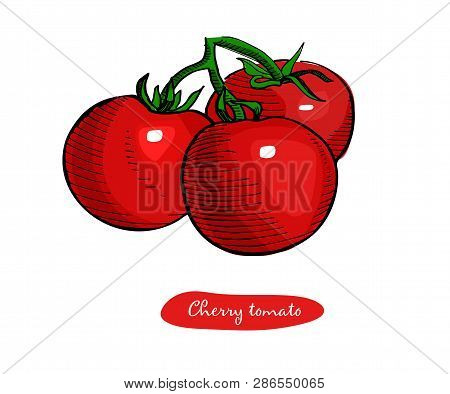 Tomato Hand Drawn Vector Illustration.detailed Retro Style Sketch.vintage Ink Hand Drawn Tomato, Iso