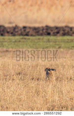 European Brown Hare (lepus Europeaus) Hiding In Field Spring Time