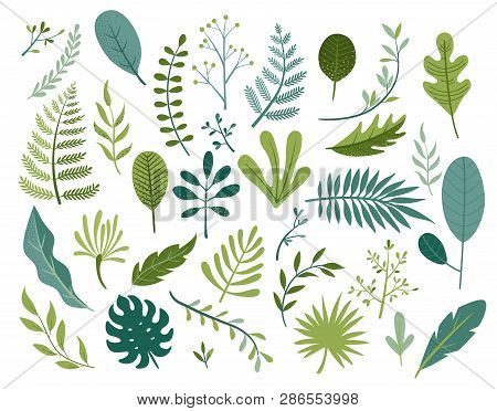 Set Of Different Tropical And Other Isolated Green Leaves. Palm, Banana Leaf, Hibiscus, Plumeria, Sp
