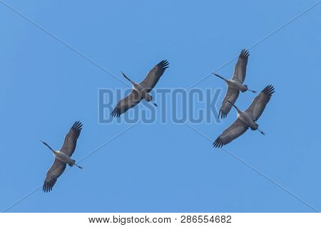 Common Crane In Flight Blue Skies (grus Grus) Migration
