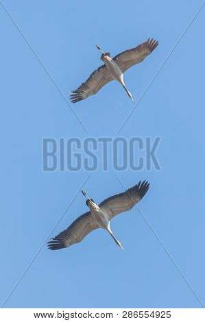 Common Cranes In Flight Blue Skies, (grus Grus) Migration