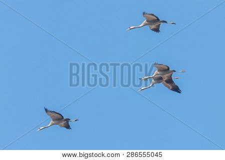 Common Cranes In Flight Blue Skies, (grus Grus) Migration
