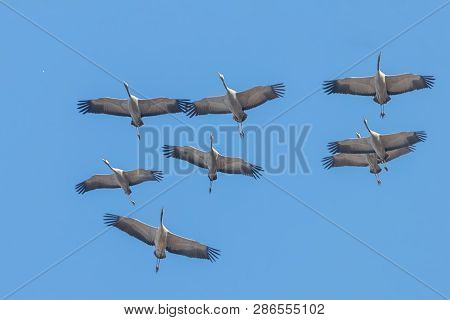 Common Cranes In Flight Blue Skies, (grus Grus) Migration