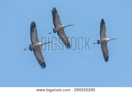 Common Cranes In Flight Blue Skies, (grus Grus) Migration