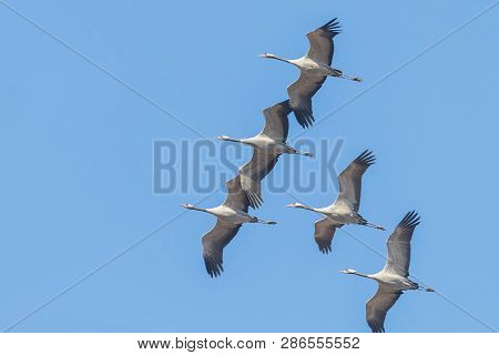 Flying Flock Of Common Crane (grus Grus) In Flight Blue Skies, Migration