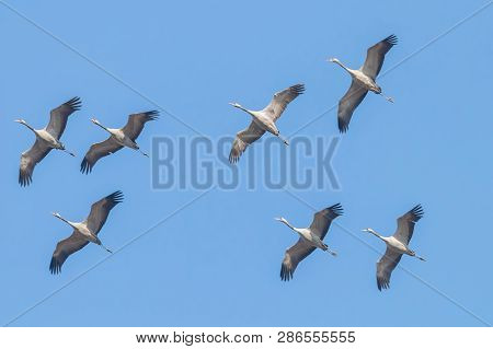 Common Cranes In Flight Blue Skies, (grus Grus) Migration