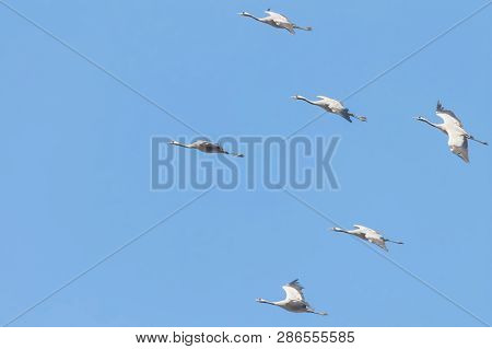 Common Cranes In Flight Blue Skies, (grus Grus) Migration