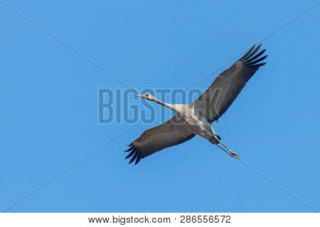 Common Crane In Flight Blue Skies (grus Grus) Migration