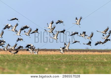 Flying Flock Of Common Crane (grus Grus) In Flight Blue Skies, Migration