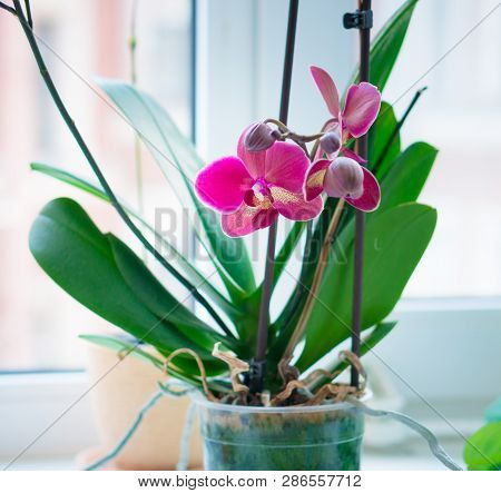 Single Indoor Orchid Plant In Pot Standing On Window-sill.