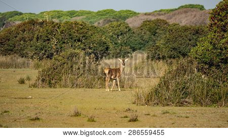 Cervus Elaphus Hispanicus Looking At The Camera