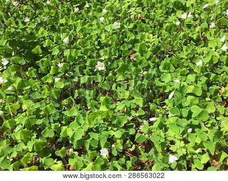 Nature Background With Green Hare Cabbage On A Sunny Day
