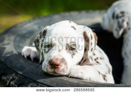 Happy Dalmatian Puppy In Enjoying Summer. Pets Outside. Cutre Small Dogs Relaxing Under Sun Lights.