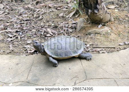 Big Turtle At Vietnam National Park, Vietnam